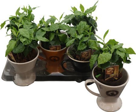 Coffea Arabica Keramiek