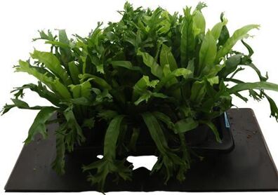 Asplenium Crissie