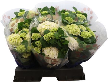 Hydr M Hi White Sun 9-10