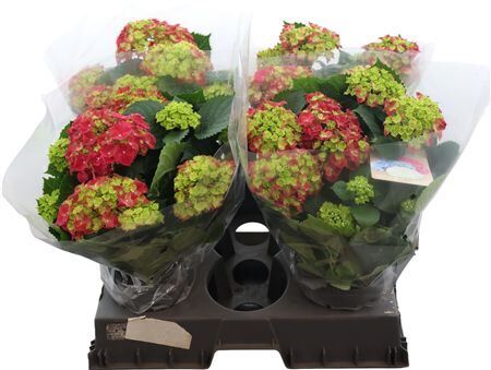 Hydr M Hi River Red 7-9