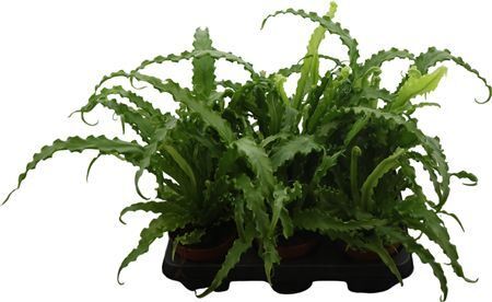 Asplenium Osaka