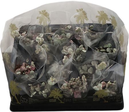 Ceropegia Woodii Variegata