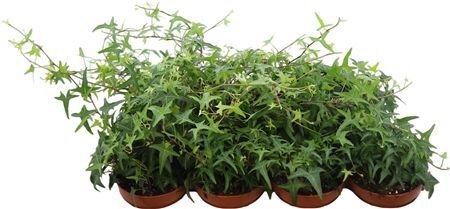 Hed He Sagittaefolia