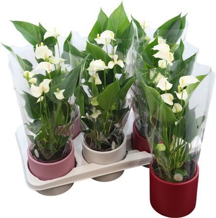 Anthu White Champion Bari Keramiek