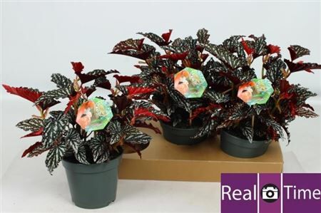 Beg Macculata Spotl Dark