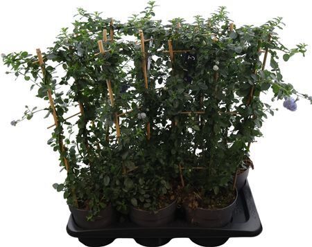 Cean Th Repens Op Rek