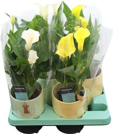 Zant Geel/wit Keramiek