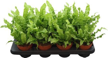 Asplenium Crispy Wave