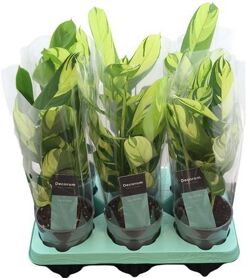 Calathea Pilosa