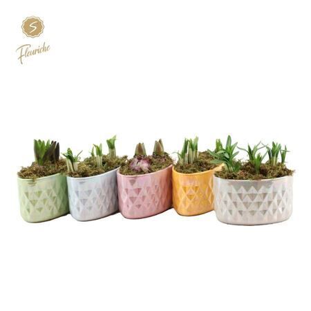 Bolbloemen Gemengd Fl 2502 Pearl Glazed Pots
