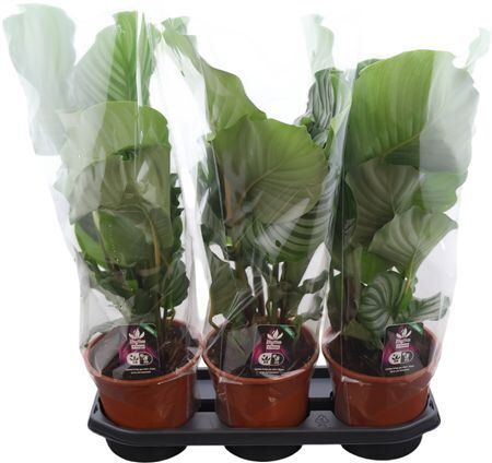 Calathea Orbifolia