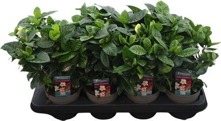 Gardenia Jasminoides