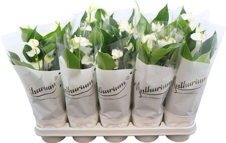 Anthu An White Champ