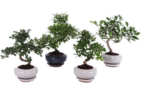 Bonsai Mixed In Oe17cm Round Cerami