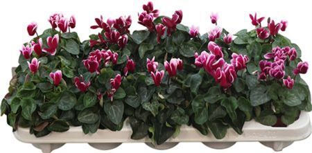 Cyclamen Snowridge Purple