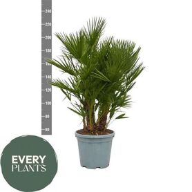Cham Humilis Xxxl