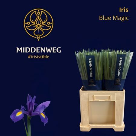 Iris Blue Magic