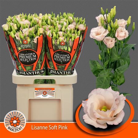 Eus G Lisanne Soft Pink New