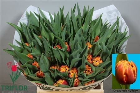 Tu Du Dreadlock Holiday