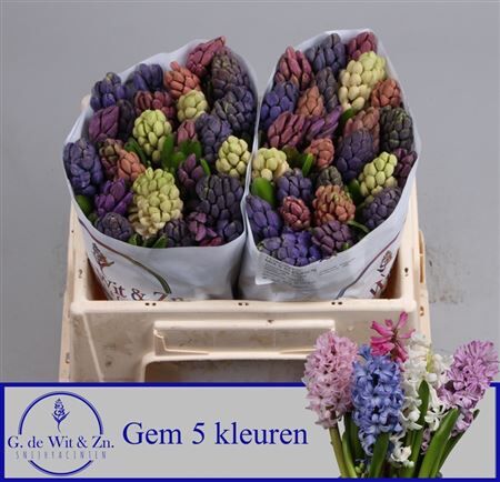 Hyac Gem 5 Kleuren