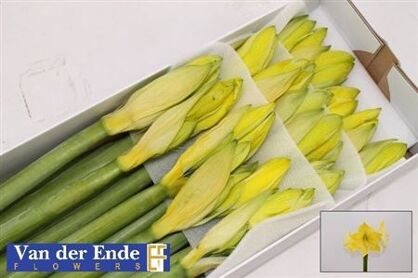 Hipp Klbh Yellow
