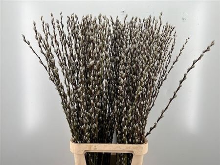 Salix Wilgenkatjes 120cm P Stem