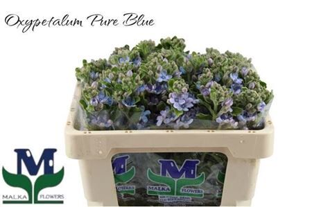 Oxy Co Tan Pure Blue