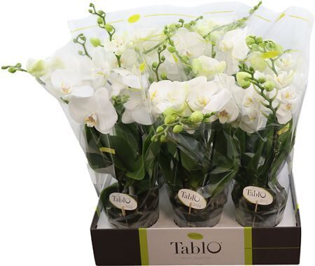 Phal Tablo Champagne 2 Tak