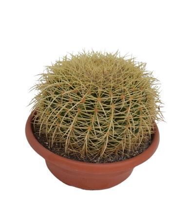 Echinocactus Grusonii