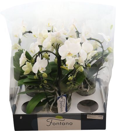 Phal Fontano Bellagio 4 Spike