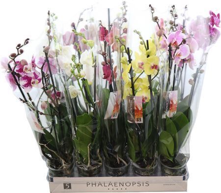 Phal Gem 6 Kl 3 Tak *****