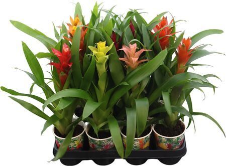 Guzmania Gemengd In Smartcup
