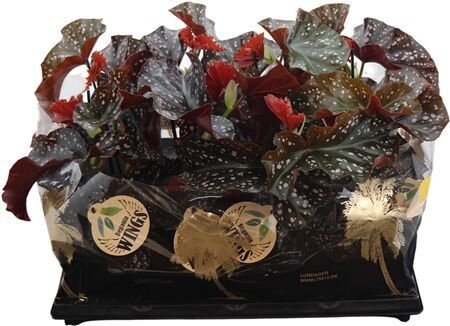 Beg Mac. Cracklin Rosie