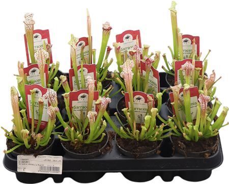 Sarracenia Missisippi