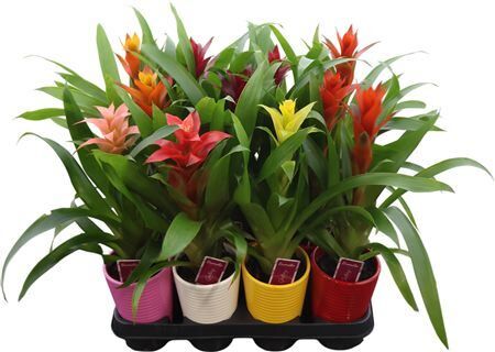 Guzmania Gemengd In 5 Kl. Ribbel Ke