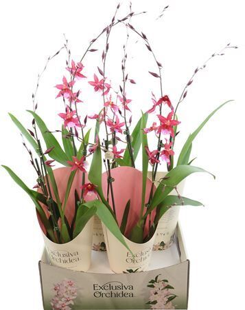 Cambria, Crimson Star 3-spike Exc