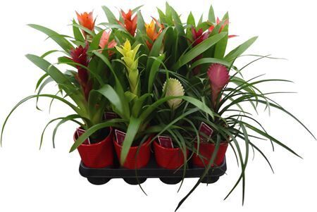 Bromelia Gemengd In 5 Kleuren Ribbe