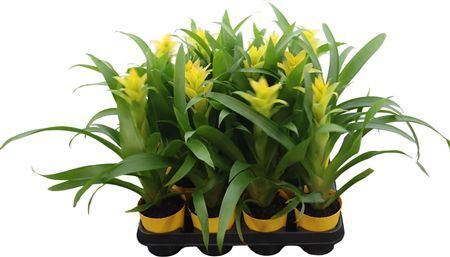 Guzmania Desire In Gele Kunststof P