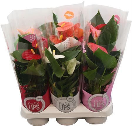 Anthu An Mix In Showho