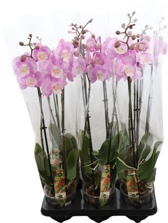 Phal Aladdins Kizz 2 Tak