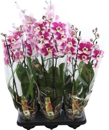 Phal Barcelona 2 Tak