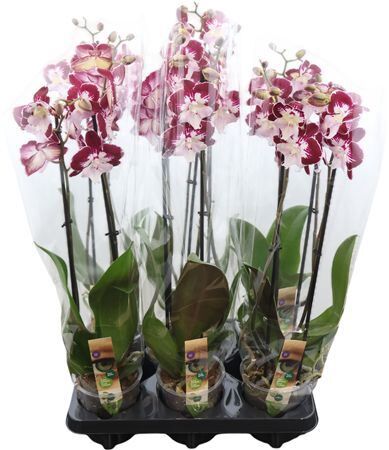 Phal Tinkerbells Kizz 2 Tak