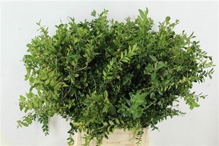 Buxus Groen Per Bos 10 Tak