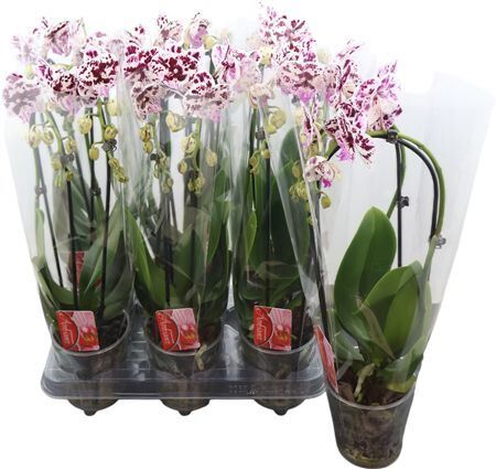 Phal El Cascade Spec 2 Tak