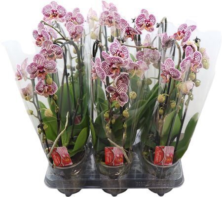 Phal El Cascade Spec 2 Tak