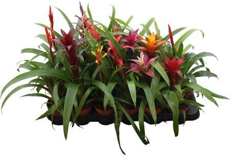 Bromelia Gem 15 Srt