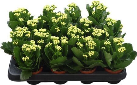 Kal Ge Amarillo Yell