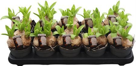 Hyacin White Pearl 3 Pp