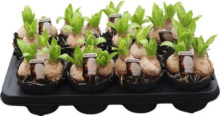 Hyacin White Pearl 3 Pp Xxl Bol