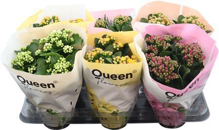 Kalanchoe Mix P14 Queen